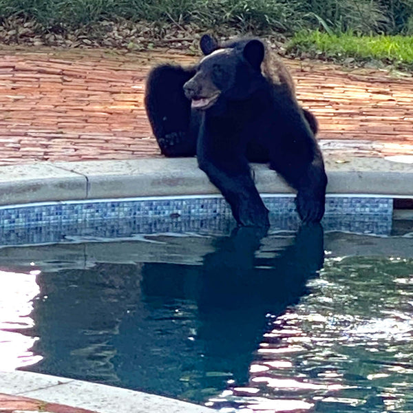 Black Bear Winter Garden Magnet